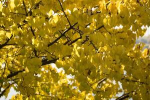 Herbst Blätter Hintergrund. foto