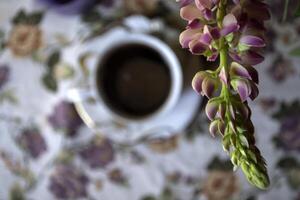 Lupine auf ein Weiß Hintergrund. Makro Schuss. foto