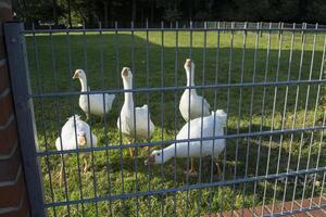 Weiß Gänse im ein Bauernhof. foto