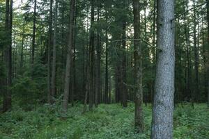 ein dicht Nadelbaum Wald. schön Wald Landschaft. foto