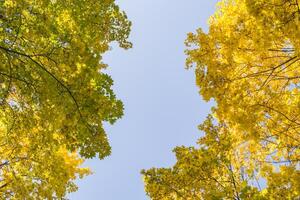 laubabwerfend Wald beim Herbst. schön Ahorn Bäume. golden fallen. foto