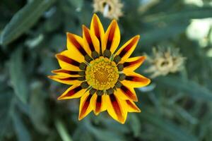 Gazania Blume Makro Schuss. foto