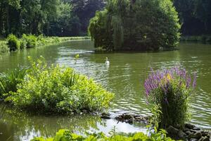 Sommer- Park Landschaft. foto