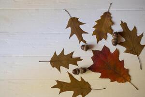 Herbst Blätter auf ein Weiß hölzern Hintergrund. hell Muster. foto