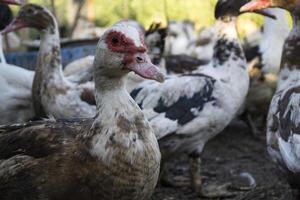 das Vögel Bauernhof. foto