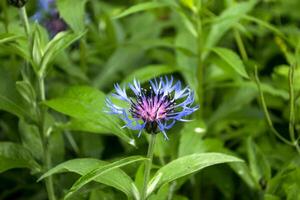 schön wild Blume im ein Garten schließen hoch. foto