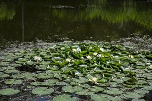 Wasser Lilie im das Teich. foto