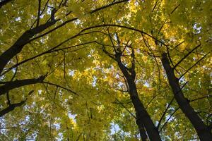 laubabwerfend Wald beim Herbst. schön Ahorn Bäume. golden fallen. foto