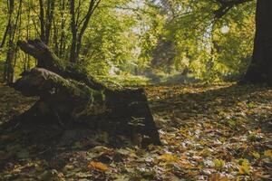 Herbst Wald Landschaft. foto