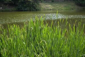 Grün Binsen in der Nähe von See beim Sommer. foto