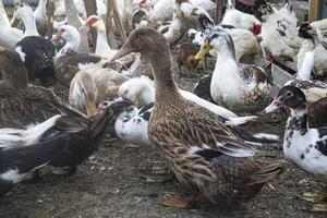 das Vögel Bauernhof. foto