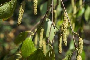 das Birke Knospen schließen hoch. foto