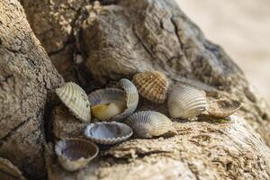 Weichtier Muscheln. Muscheln Hintergrund. Textur von Muscheln, schließen hoch. foto