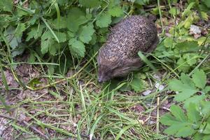 bezaubernd Igel auf ein Grün Gras draussen. foto