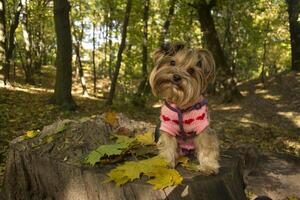 Yorkshire Terrier im das Park beim Herbst. süß Hund draussen. foto