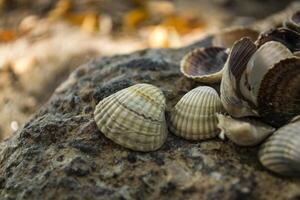 Weichtier Muscheln. Muscheln Hintergrund. Textur von Muscheln, schließen hoch. foto