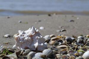 schön Muschel auf das Sand von das Strand. Weichtier Hülse. foto