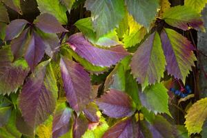 bunt Herbst Blätter. natürlich Herbst Muster. foto