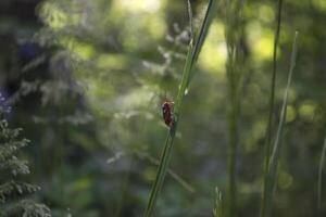 rot Insekt auf ein Grün Gras. Makro Schuss. foto