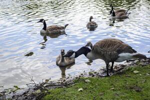 kanadisch Gänse Familie durch das See im das Wald foto