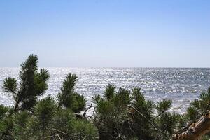 ein Kiefer Baum gegen ein Seelandschaft Hintergrund. foto