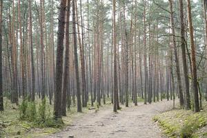 Fußweg im kampinos Wald, Polen foto