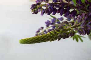 Lupine auf ein Weiß Hintergrund. Makro Schuss. foto