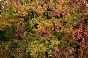 Herbst Baum. Herbst Landschaft. foto