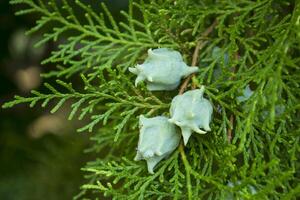 das schön Ast von Thuja Baum. foto