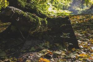 Herbst Wald Landschaft. foto