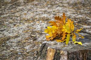 das Gelb Blätter von ein Eiche Baum. gefallen Blätter. Eiche Blätter auf das Boden. foto