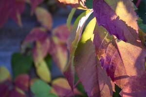 bunt Herbst Blätter. natürlich Herbst Muster. foto