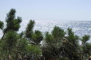 ein Kiefer Baum gegen ein Seelandschaft Hintergrund. foto