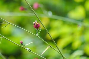 ein Honig Biene Sammeln Pollen von Blume foto