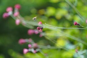 ein Honig Biene Sammeln Pollen von Blume foto