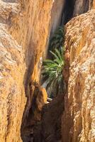 Berg Oase Tamerza im Tunesien in der Nähe von das Rand mit Algerien. foto