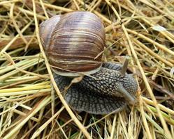 große Gartenschnecke im Gehäuse kriecht auf nasser Straße, beeil dich nach Hause foto