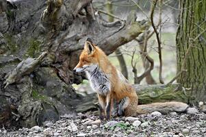 Rotfuchs im Wald foto