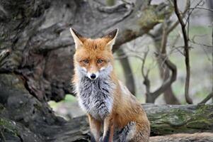 süß rot Fuchs im Vorderseite von ein Baum Wurzel. Fuchs sieht aus direkt zu das Fotograf. foto