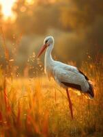 ai generiert Weiß Storch Ciconia Ciconia das Vogel ist Gehen im das Wiese Dämmerung. foto