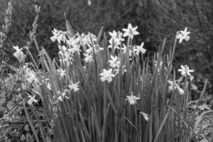 Frühlingszeit in Westfalen foto