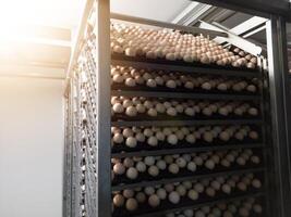 Technologie von Brüterei Inkubation Maschine zum Eier Huhn, Hähnchen geboren Prozess auf das Brüterei Produktion. Schraffur Eier auf das Inkubation Maschine. foto