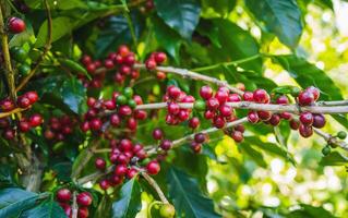 frisch Kaffee Bohnen sind auf das Bäume beim das Bauernhof bereit zum ernten foto
