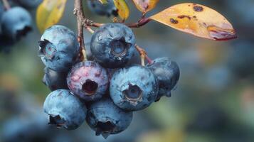 ai generiert schließen oben von Blaubeeren auf ein Baum Ast foto