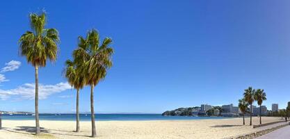 Trio von Palme Bäume auf Palma Nova Strand mit ein Aussicht von das Ruhe Mittelmeer Meer foto