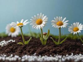 ai generiert Gänseblümchen Blume Pflanzen wachsend auf ein Boden mit Licht Blau Hintergrund foto