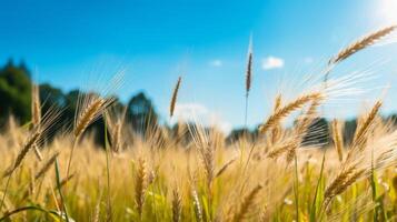 ai generiert Gerste Pflanzen im ein Sonne eingeweicht Sommer- Landschaft foto