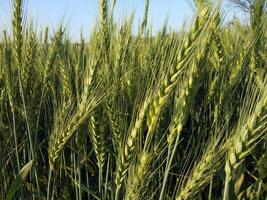 Grün Weizen Feld und sonnig Tag foto