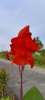 schön rot Blume auf das Straße foto