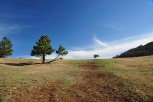 Landschaft im das Berge. Kiefer Bäume, Blau Himmel und Wüste Felder. foto